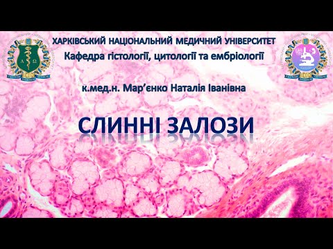 Видео: Слинні залози. Гістологія