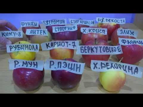 Видео: Яблоки  группы Рэд Делишес.Red Delicious