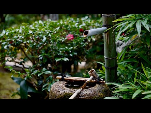 Видео: Прислушайся и позволь звукам японского сада исцелить тебя