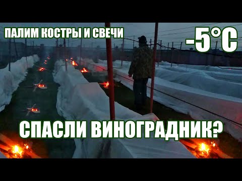 Видео: КОСТРЫ, СВЕЧИ, СПАНБОНД. Что Помогло Спасти Виноград от Морозов?