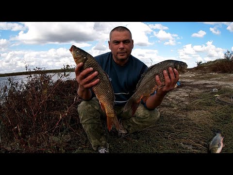 Видео: Амур-Анаконда и Разнокалиберные Карпы на Ставке в Каменке