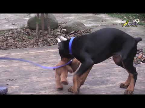 Видео: Щенки добермана первая правильная игра