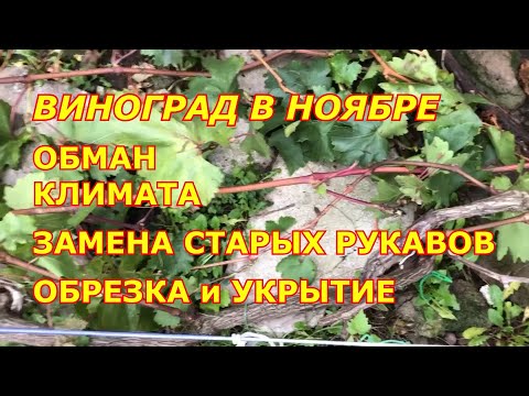 Видео: Виноград в ноябре. Обман климата. Замена рукавов. Обрезка. Укрытие