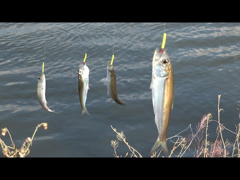 Видео: СЕЛЁДКИ КОСЯК, РЕЗИНКА В НАТЯГ. Сельдь-черноспинка на резинку. Ход селедки. Рыбалка на резинку.