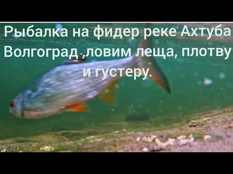 Видео: Рыбалка на фидер на реке Ахтуба,ловим леща, плотву и густеру.
