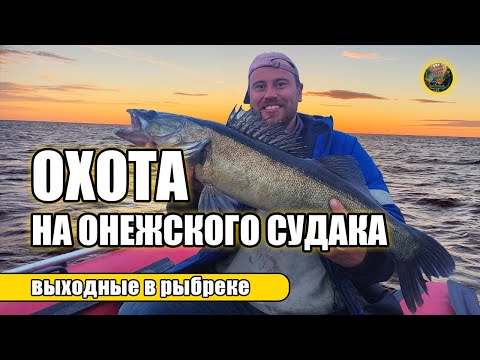 Видео: Охота на Онежского судака. Карелия