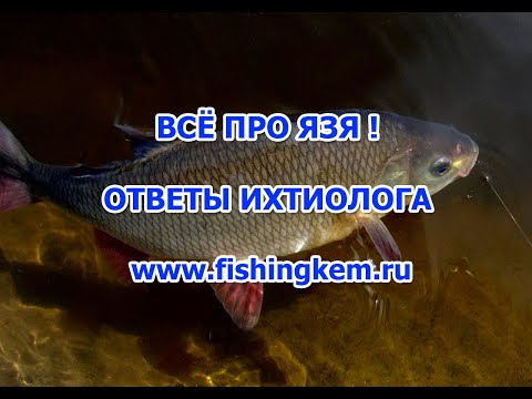 Видео: Всё про язя !  Ответы ихтиолога.