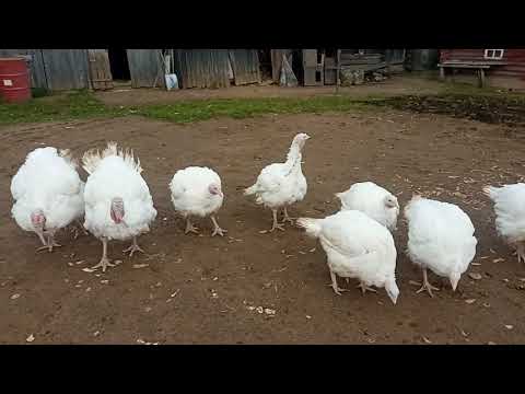 Видео: Индюки БИГ 6 в 4 месяца и 3 недели