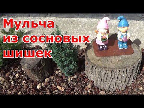 Видео: Мульчирование шишками . Сосновые шишки в качестве мульчи - польза и красота сада и огорода.