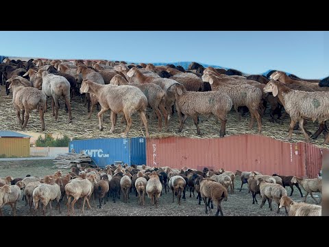 Видео: 1 короо КЫЗЫЛ жана КАРА козулуу койлор сатылат!! Чүй облусу