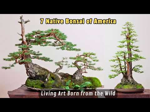 Видео: 7 бонсай, типичных для Америки | Живое искусство дикой природы