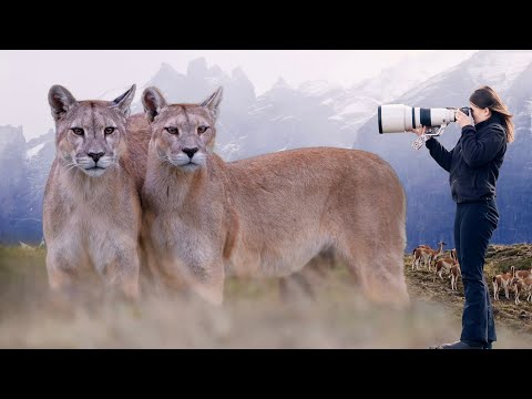 Видео: Невероятный момент с пумой-мамой и её детёнышем! Реальность фотографии пум в Патагонии