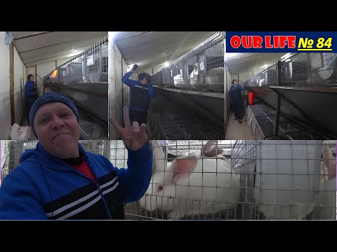 Видео: Сколько продали мясо Кроличья Гигиена Моя Система Уборки и Впечатления от Новых Кормов.