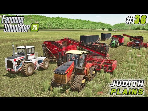 Видео: Два комбайна, два погрузчика — сахарная свёкла разлетается по полю! | FS 25 | Джудит Плейнс | Тай...