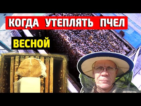 Видео: Когда надо утеплять пчел весной? Холодная зимовка.