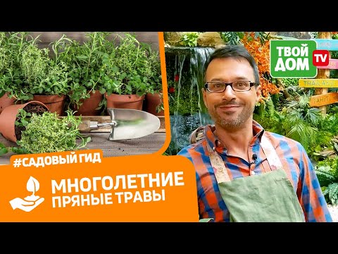 Видео: Секреты выращивания: розмарина, базилика и шалфея | Сеем базилик правильно | Огород на подокононнике
