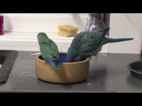 Видео: Поведение попугая-квакера