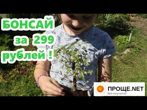 Видео: Как спасти Бонсай из Мегастроя. Сагереция чайная.