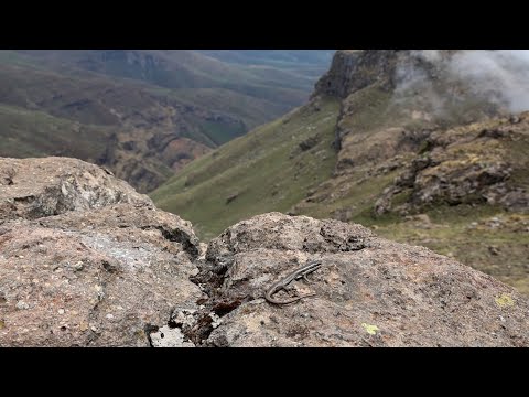 Видео: Drakensberg ЮАР и вокруг.