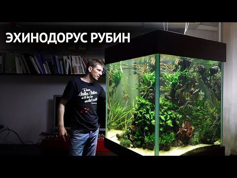 Видео: Эхинодорус Рубин. Спасаем кубик