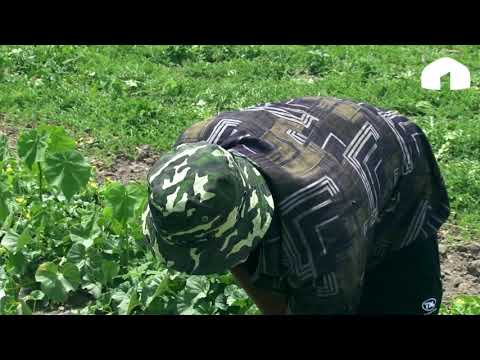 Видео: Коон-дарбыз эгип, эмгектен баар тапкан дыйкан / Агро Чарба