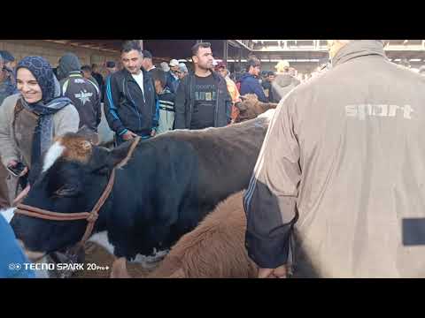 Видео: Молбозори кургантепа бозори Хочи Шариф нархи говои чушо ва гуспандо