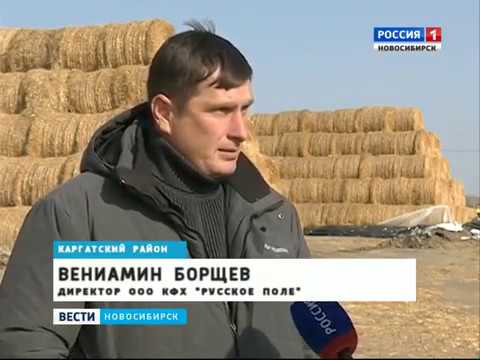 Видео: Масштабный проект животноводческого комплекса реализуют в Новосибирской области