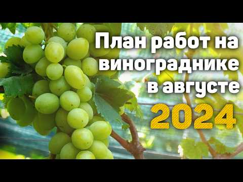 Видео: План работ на винограднике в Августе - 2024 🍇