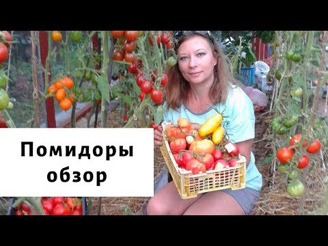 Видео: Удивительные помидоры 2019