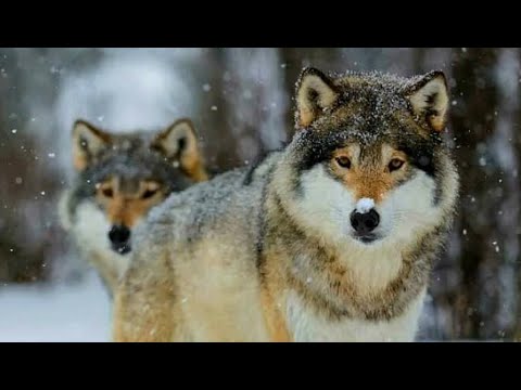 Видео: - Не успею! – испугалась и замерла Лиза, поздно заметив волчью стаю, но вдруг…