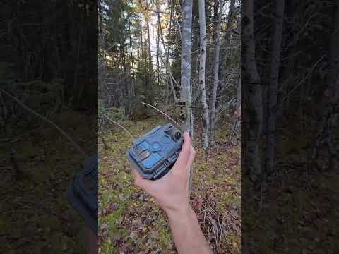 Видео: Мой заповедник бобров