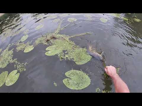 Видео: Карпы прячутся в кувшинках.