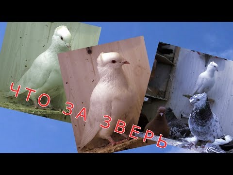 Видео: Прибился чужак.😍 Что за порода? Бойные голуби.