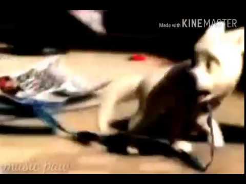 Видео: Вольт-Клип:_Порвав поводок_