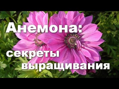 Видео: Анемона корончатая: главный секрет выращивания