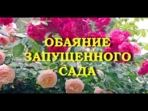 Видео: Прелесть и обаяние запущенного сада.