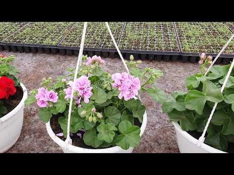 Видео: ПЕЛАРГОНИЯ .первый месяц выращивания в кашпо.