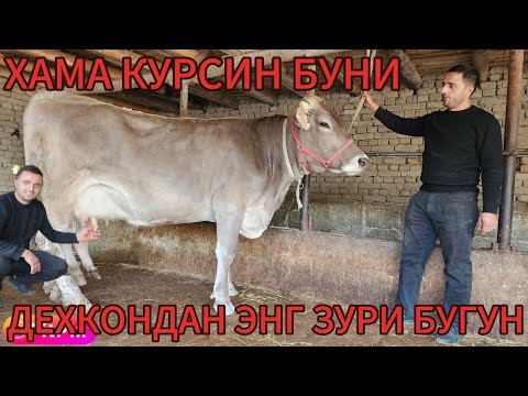 Видео: ТОЗЗА ШВЕТЛАР БАЗМСИ БОШЛАДИ ДЕХКОН ДИ УЙДА ОЛГАН ОДАМ БАРАКА ТОПАДИ БУГУН ДУСЛАР 