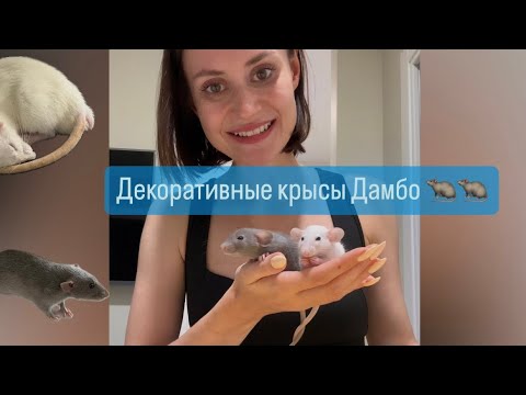 Видео: Мои декоративные крысы дамбо 🐀🐀 обзор клетки Ferplast, забавные моменты из жизни хвостатых