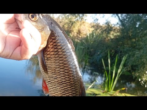 Видео: Спиннинг CLEAR BLUE Crystar 56 Finder і ловля на плаваючі личинки. FishUp Pupa 