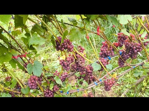 Видео: Обзор винограда в Ленинградской области в Киришском районе на 27.09.2025