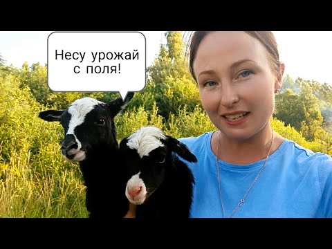 Видео: Окот два раза в год! Романовская порода овец принесла потомство второй раз за год🐑