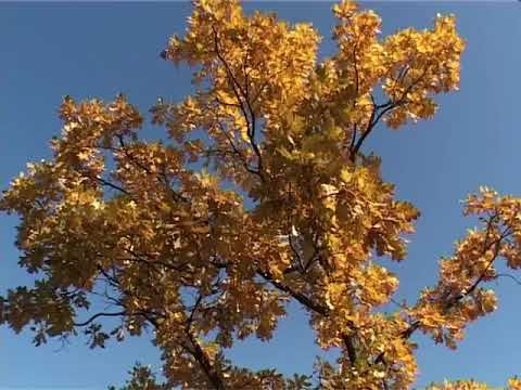 Видео: Костромская область Шарья  Назад в СССР 5