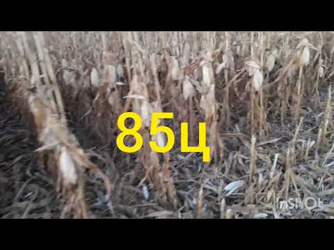 Видео: Начали уборку кукурудзи ВНіС ТЕСЛА врожайністю 85 центнерів