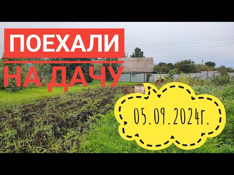 Видео: Что нас ждёт на даче?#сибирь#дача#лето#влог#жизнь#огород#garden