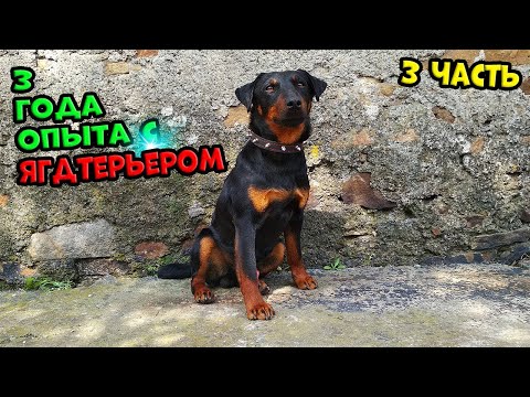 Видео: Ягдтерьер - 3 ЧАСТЬ. Бесстрашная собака. #ягдтерьер #ягдерьерволкмикс #волкмикс