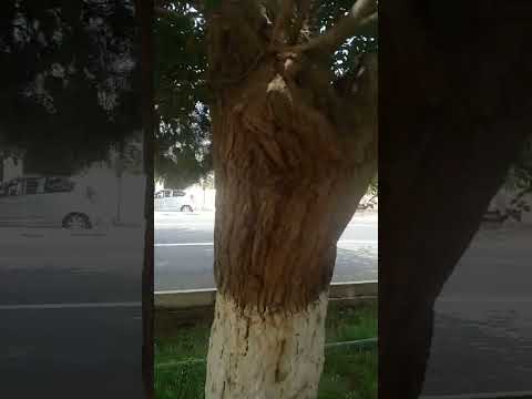 Видео: 16 июня 2025 г.