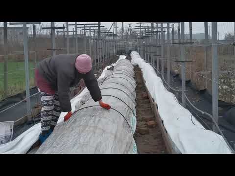 Видео: КАК УКРЫТЬ КЛУБНИКУ НА ЗИМУ ДЛЯ РАННЕГО ПЛОДОНОШЕНИЯ/Тунельное укрытие клубники агроволокном