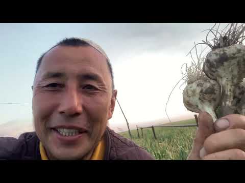Видео: Үлкен чеснок өсіру тәсілі.Как вырастить крупный чеснок.