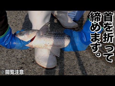 Видео: Выдувается рыбья кровь! Еда, приготовленная из кефали, была очень вкусной.